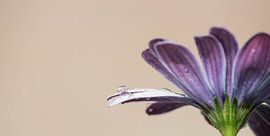 Bloem met druppel sur Marieke Suk