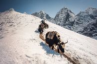 Yaks in de Himalayas van Nepal foto van Thea.Photo thumbnail