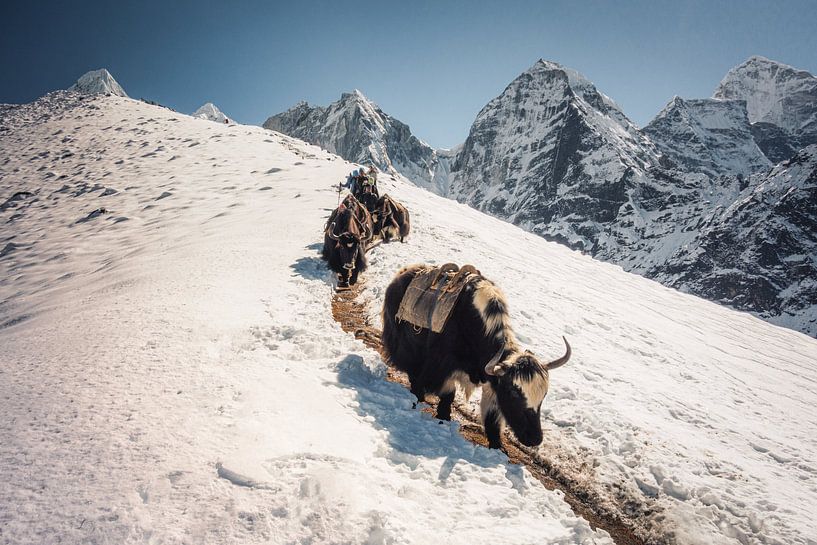 Yaks in de Himalayas van Nepal foto van Thea.Photo