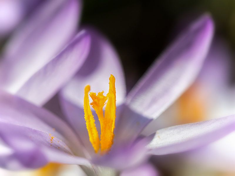 Jaune et violet par Lex Schulte