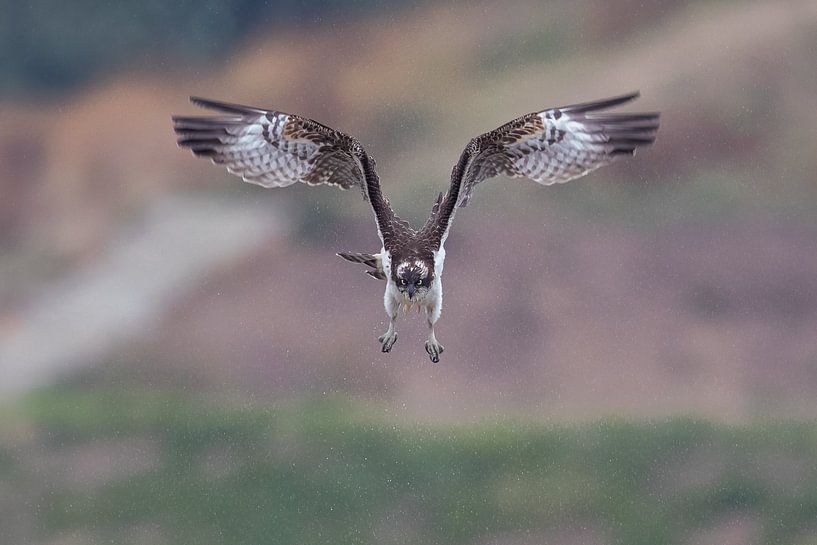 penetrating look by Eric Van Hul