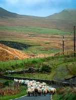 Sheep on their way to pasture in Ireland