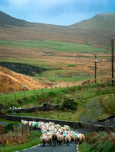 Schafe auf dem Weg zur Weide in Irland