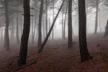 Nebel in den Schwarzkiefernwäldern des Reservats Puerto de la Mora, Granada, Andalusien.