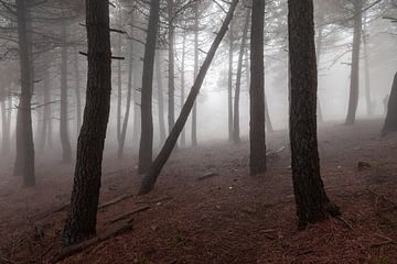 Mist in de zwarte dennenbossen van reservaat Puerto de la Mora, Granada, Andalusië. van Marjolein Zijlstra