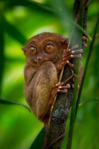 Tarsier