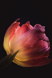 Bunte Tulpe von Sandra Hazes