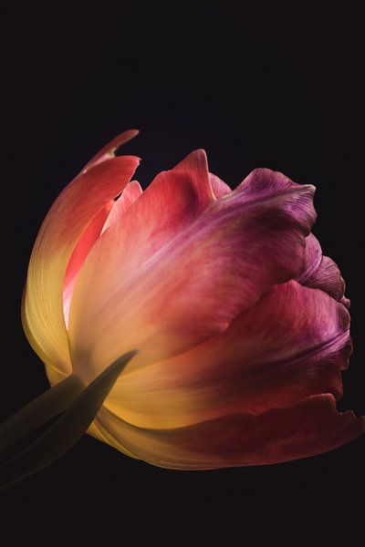 Colorful tulip by Sandra Hazes