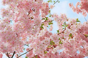 rosa Kirschblüten Zweige und zartblauer Himmel von SusaZoom