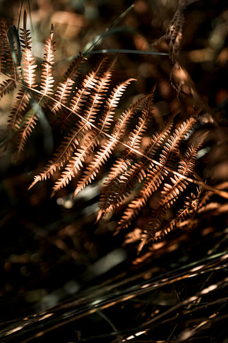 Varenblad in Warm Herfstlicht Bosfotografie