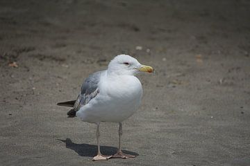 Een zeemeeuw genietend van een dagje strand