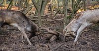 Fallow deer.