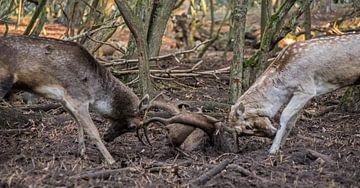 Fallow deer. by Robert Moeliker