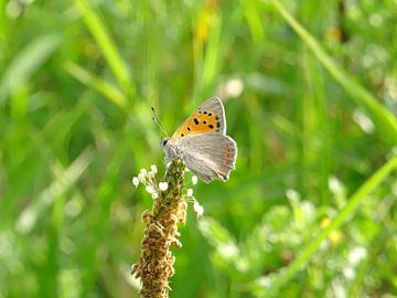 Kleine Vuurvlinder rust uit van Vlinder Fotograaf