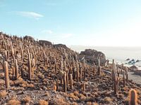 Isla Incahuasi, Uyuni - Bolivia