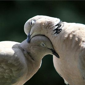 Love at the lovebird by Anneke Kooiker