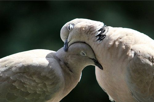 Love at the lovebird