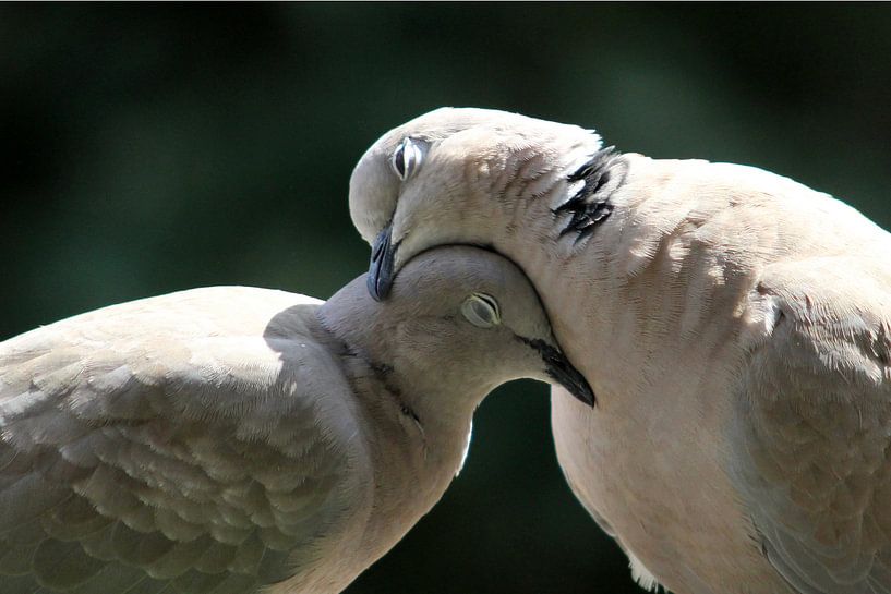 Liebe bei der Turteltaube von Anneke Kooiker