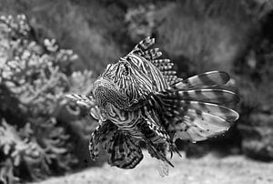 Rotfeuerfisch in Schwarz und Weiß