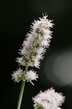 Menthe des champs sur fond sombre