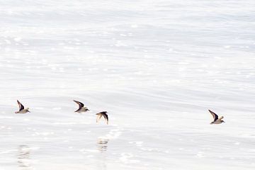 VRIJ van Miroslav Ptacek