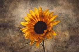 Abstract flower photo 8 by Johnny Flash