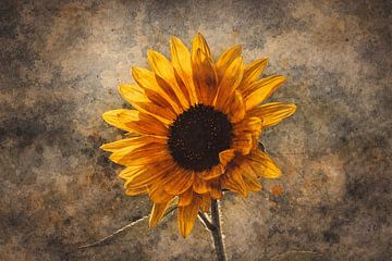 Abstract flower photo 8