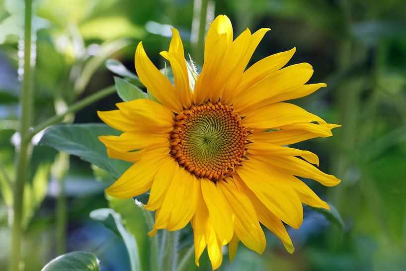 Sonnenblumen von Katarina Niksic