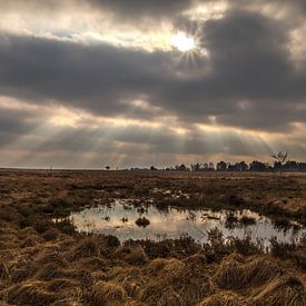 De Veluwe von Robert Dibbits