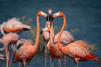 Drie flamingo's