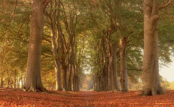 Oude laan in de herfst. van Hans Buls Photography