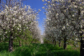 Idyllischer Kirschgarten im Frühling – Dekoration für ein sonnendurchflutetes Wohnzimmer von Angelus H