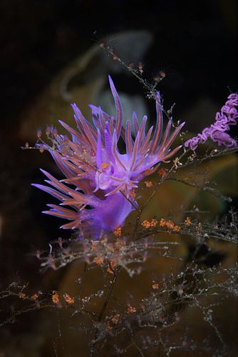 Paarse Flabellina Affinis zeeslak (nudibranch), Corfu, Griekenland