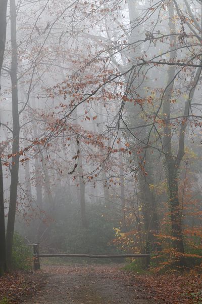 Nebliger Herbst von Through Kristels Lens