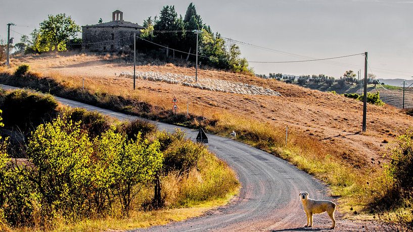 Schaapskudde bij buurtschap Cosona, Toscane. van Jaap Bosma Fotografie