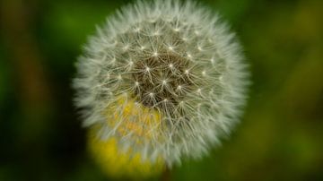 Un pandalion sur Bo Kovalchuk