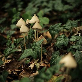 Paddenstoelen in het groene bos | Nederland | Macro-, Natuur- en Landschapsfotografie van Diana van Neck Photography
