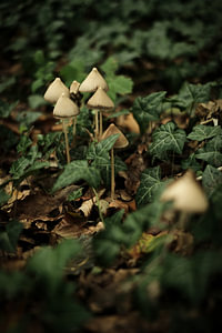 Paddenstoelen in het groene bos | Nederland | Macro-, Natuur- en Landschapsfotografie