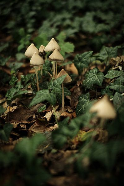 Pilze in Grün | Naturfotografie von Diana van Neck Photography