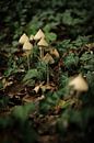 Pilze in Grün | Naturfotografie von Diana van Neck Photography Miniaturansicht