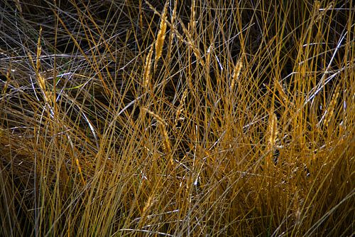 Marram grass in the dunes on Langeoog