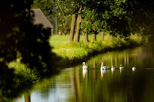 Junge Schwanenfamilie