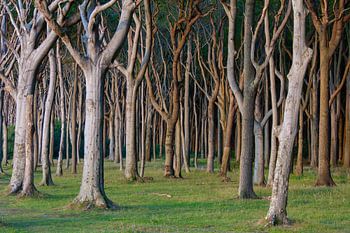 La forêt des fantômes 22