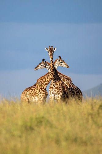Drie eenheid - giraffen