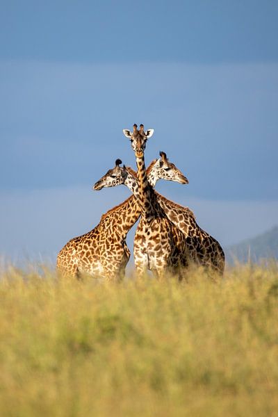 Drie eenheid - giraffen van Sharing Wildlife
