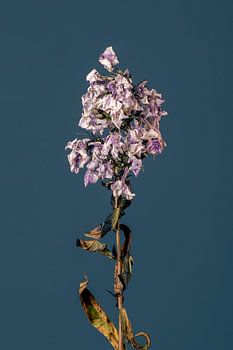 Purpura Flore (blau)