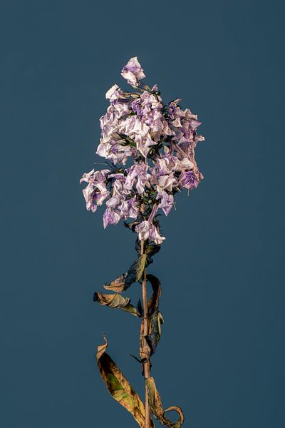 Purpura Flore (blue) by michel meppelink