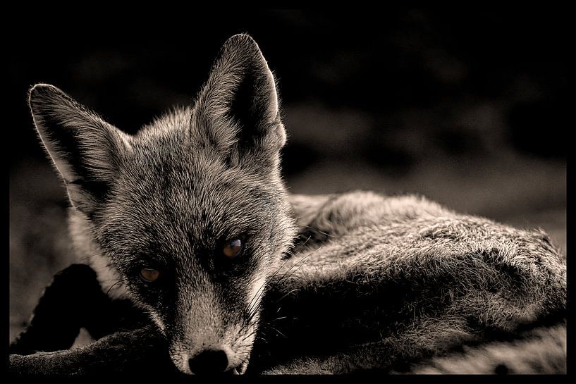 Fox in monochrome by Humphry Jacobs