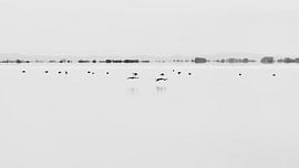 Vol de flamants