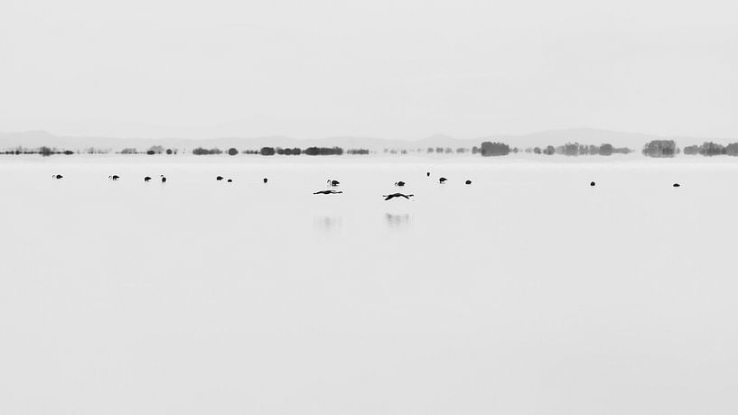 Flug von Flamingos von JA Art Photography